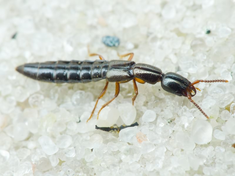Xantholinus (Meneidophallus) dvoraki Coiffait, 1955